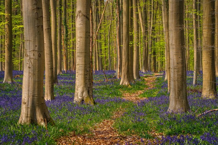 073 Hallerbos.jpg